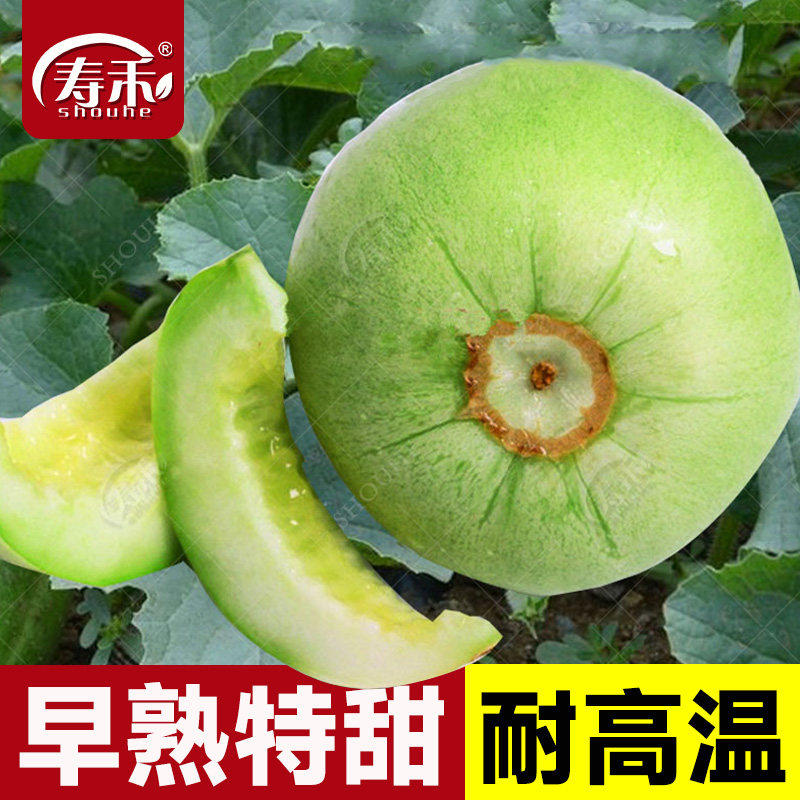 甜宝薄皮绿皮绿肉瓤甜瓜种子种籽孑苗秧香瓜蔬菜高产水果秧苗大全
