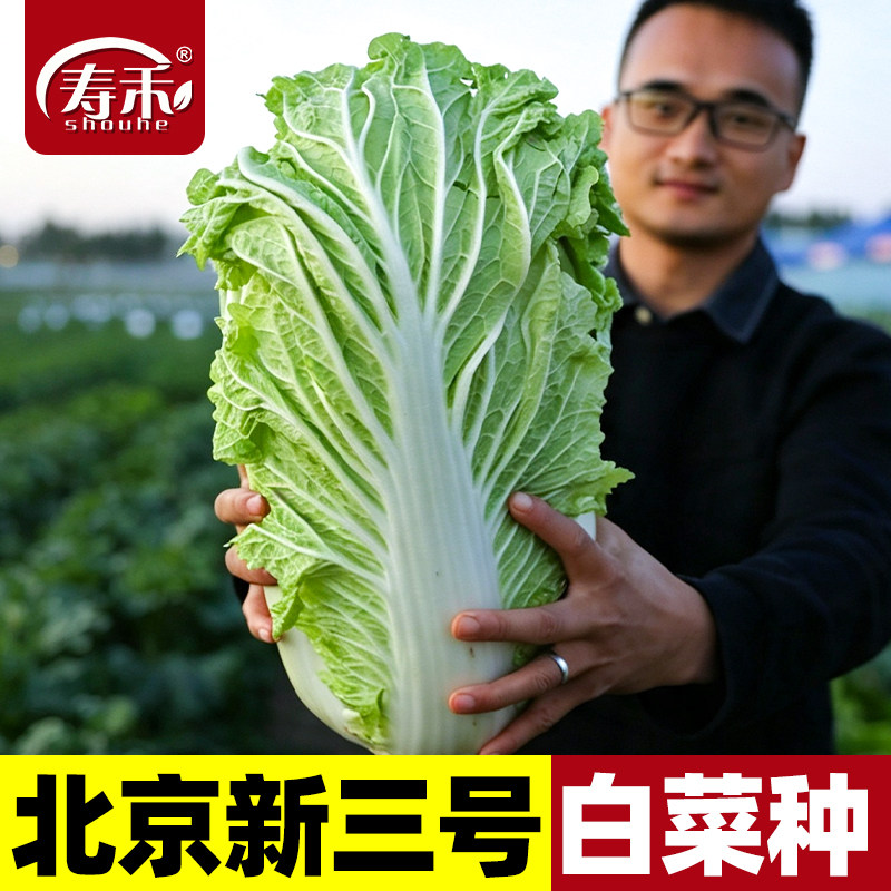 生长势较旺结球紧实耐贮藏图片