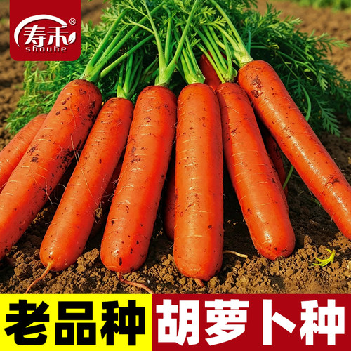 胡萝卜种子蔬菜水果南方