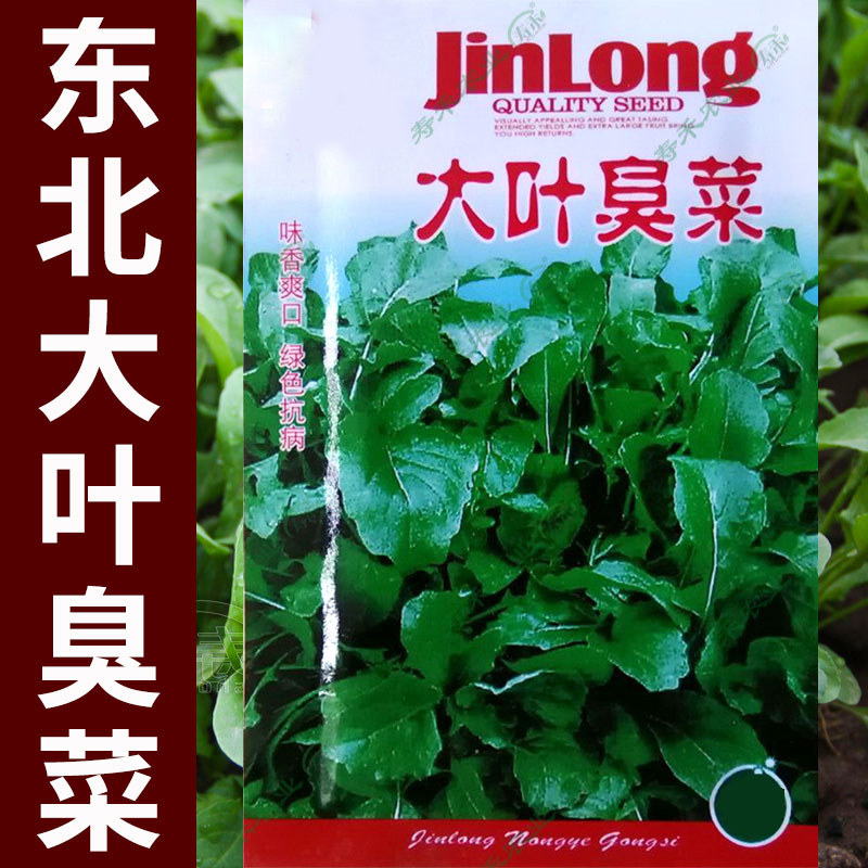 东北大叶臭菜种子四季蔬菜种籽春天种的菜籽盆栽蔬莱孑芝麻菜春季