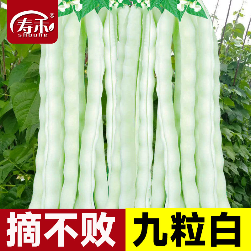 九粒白芸豆种子孑秋摘不败豆角种籽大全白不老四季豆种蔬菜豆角苗