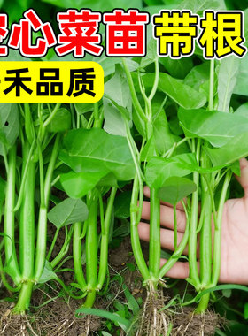三叉菜空心菜种子种籽孑苗四季菜苗水上种植蔬菜菜籽菜种籽种带根