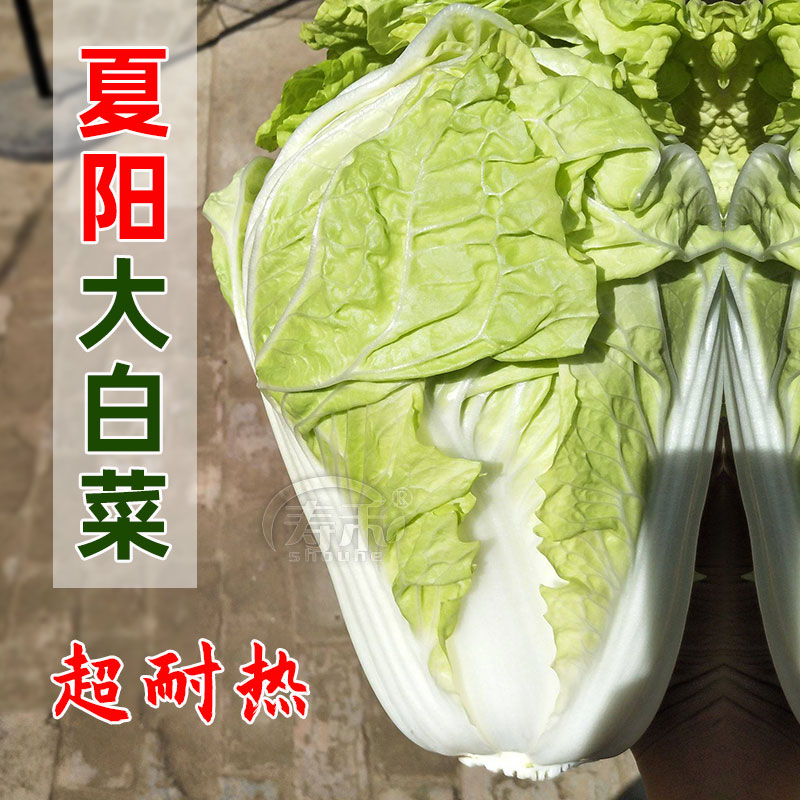 山东夏阳耐热大白菜种子种籽孑籽种夏季高温秋季四季白莱大全菜籽