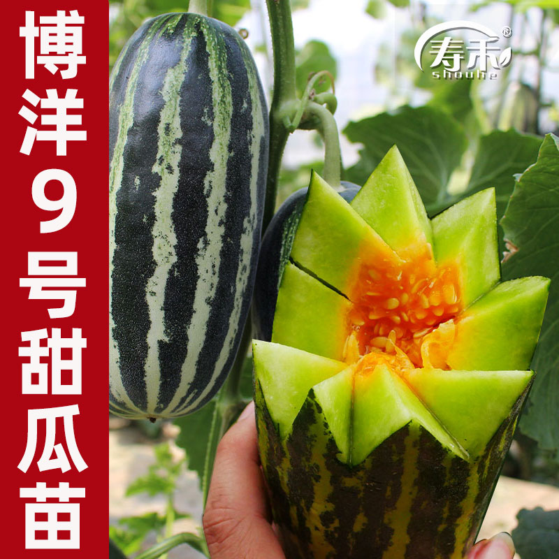 美洋博洋9号甜瓜种子苗秧