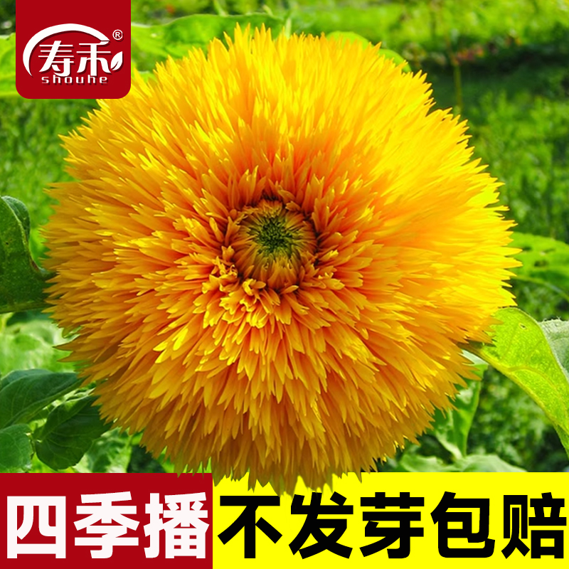 玩具熊向日葵花朵硕大鲜艳夺目