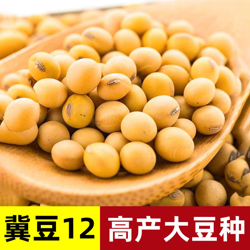 中黄黄豆高产特早熟种籽图片