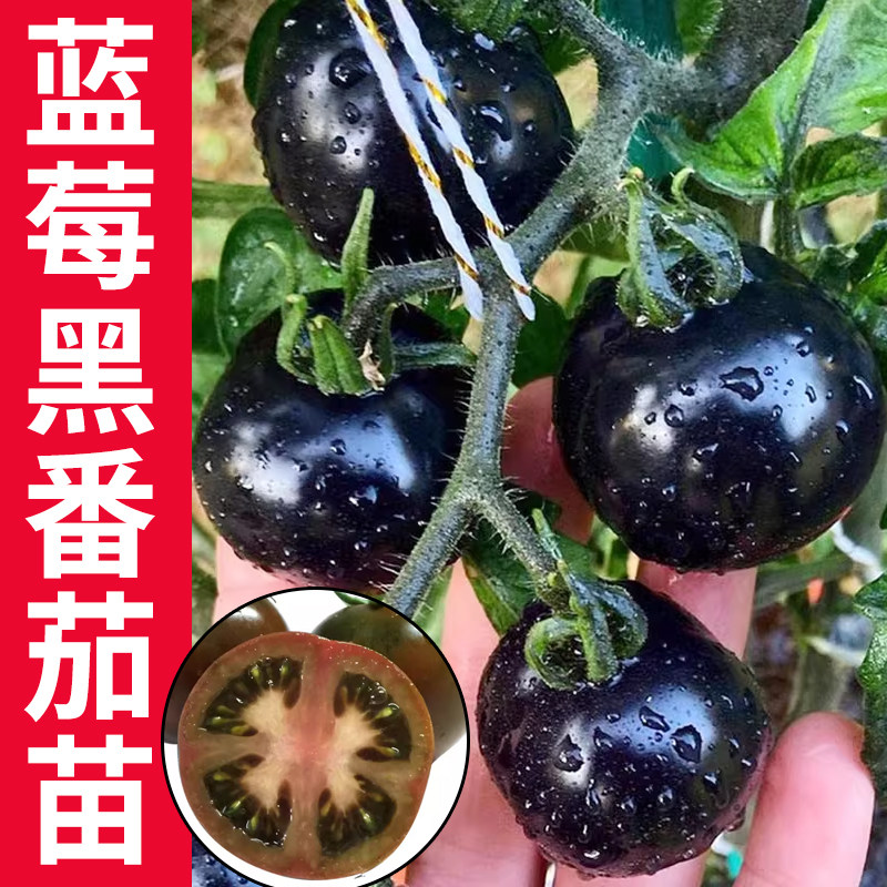 蓝莓黑番茄种子苗紫黑色小西红柿西黑柿秧种籽圣女果孑子果苗秧苗