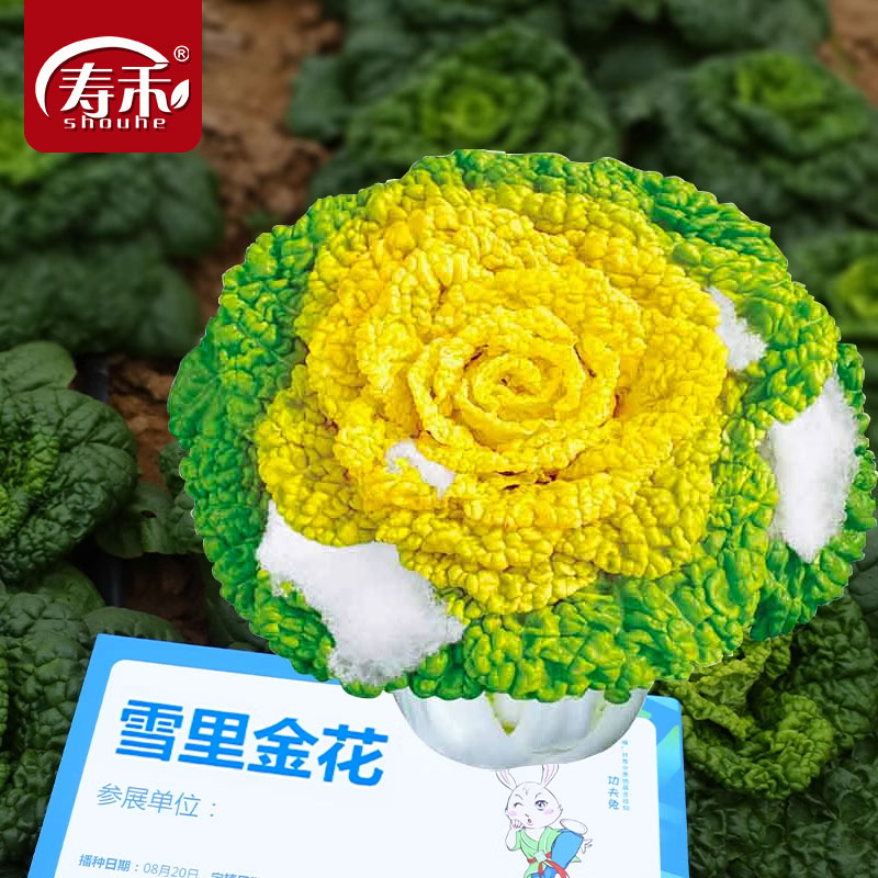 黄心种籽乌塌菜雪里金花秋冬季