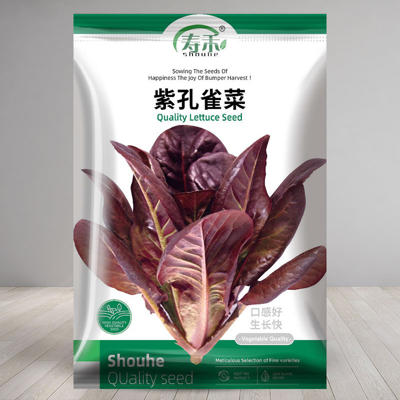 紫孔雀菜生菜种子种籽孑苗四季秧菜籽紫叶秧苗菜种蔬菜菜苗带土-封面