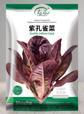 紫孔雀菜生菜种子种籽苗四季秧菜籽紫色紫叶秧苗正宗蔬菜菜苗带土