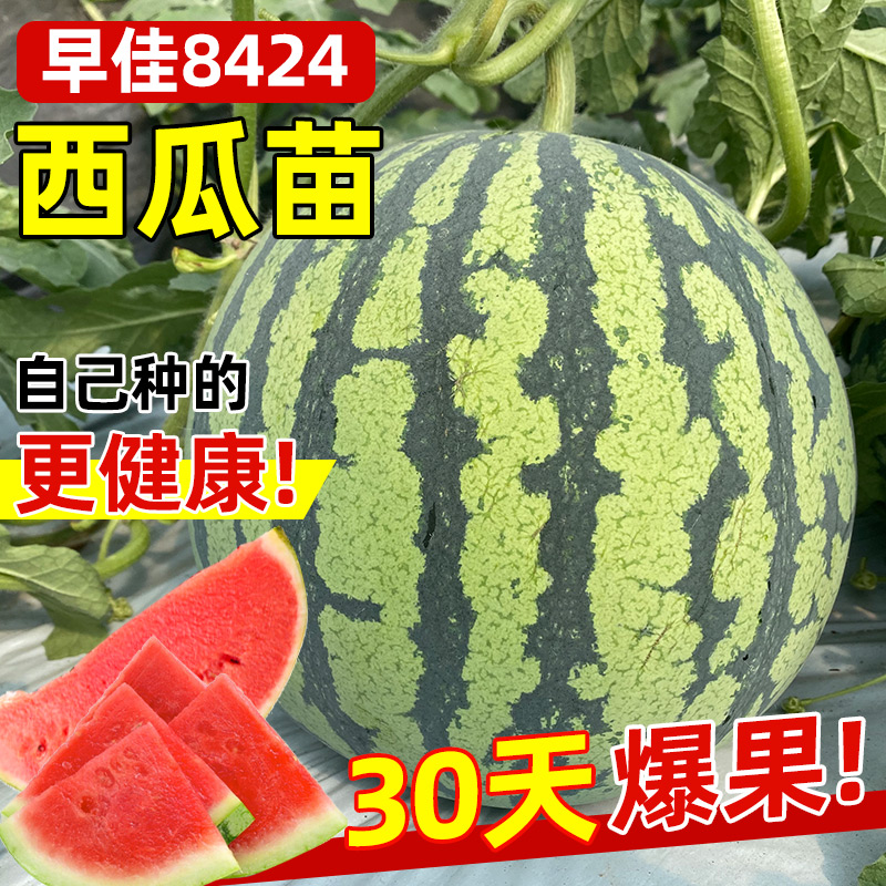 西瓜苗大全基地直发苗壮易活