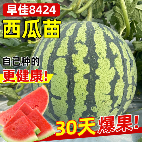 西瓜苗大全基地直发苗壮易活