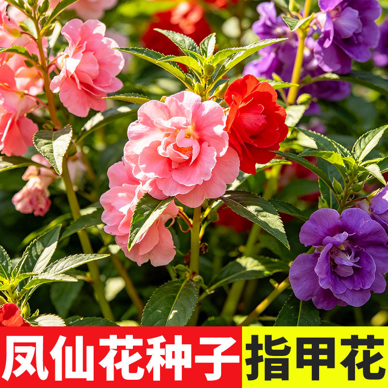 茶花凤仙花种子种籽子孑四季播种指甲花小学生科学实验种植套餐