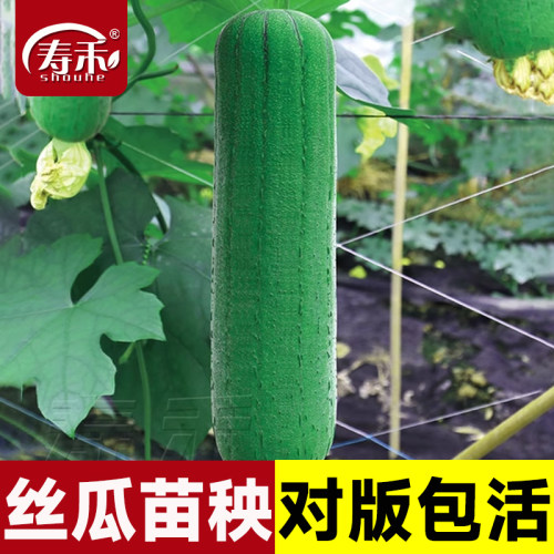 肉丝种籽秧苗孑子蔬菜四季