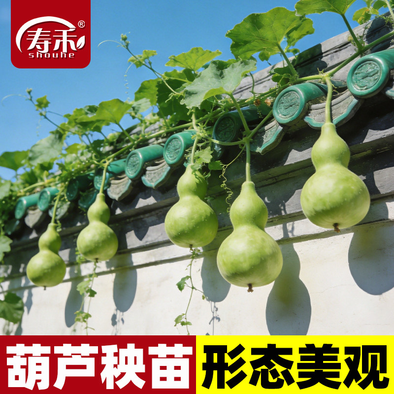 葫芦种子种籽孑子大籽种大全苗秧盆栽绿巨型手捻秧苗食用菜文玩小
