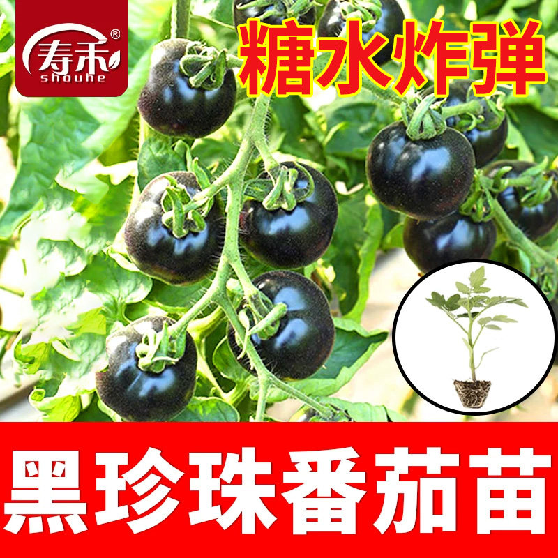 糖水炸弹黑珍珠番茄苗秧种子紫黑色蓝莓小西红柿西黑柿秧种籽苗