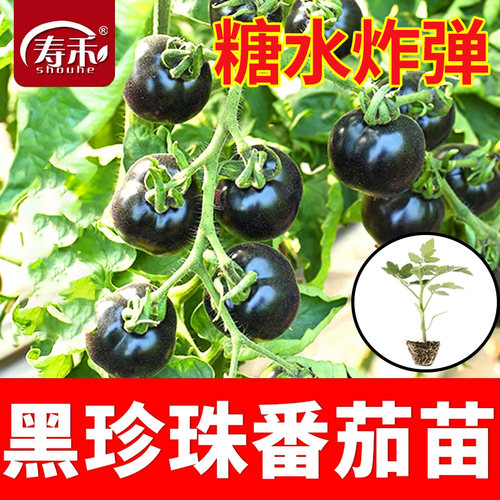 黑珍珠黑番茄西红柿种子