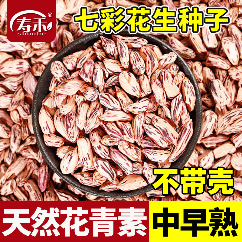 七彩花生种子不带壳早熟高产图片