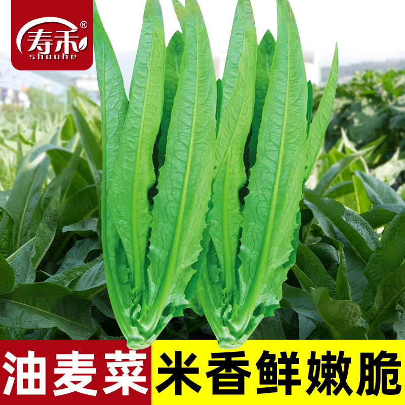 油麦菜种子四季播青菜种籽仔菜籽盆栽籽种蔬菜孑春天种的菜种大全