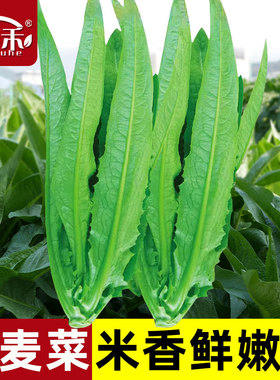 油麦菜种子四季播青菜种籽仔菜籽盆栽籽种蔬菜孑春天种的菜种大全