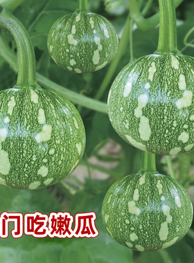 寿禾嫩南瓜种子嫩食绿皮迷你小南瓜种籽菜瓜蔬菜嫩瓜小青瓜苗秧孑