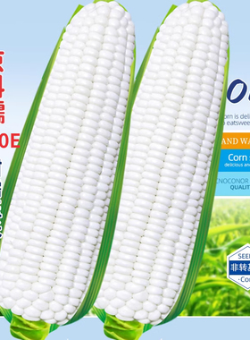 京科糯2000E玉米种子高产杂交粘特大甜玉米白甜糯早春玉米种籽孑