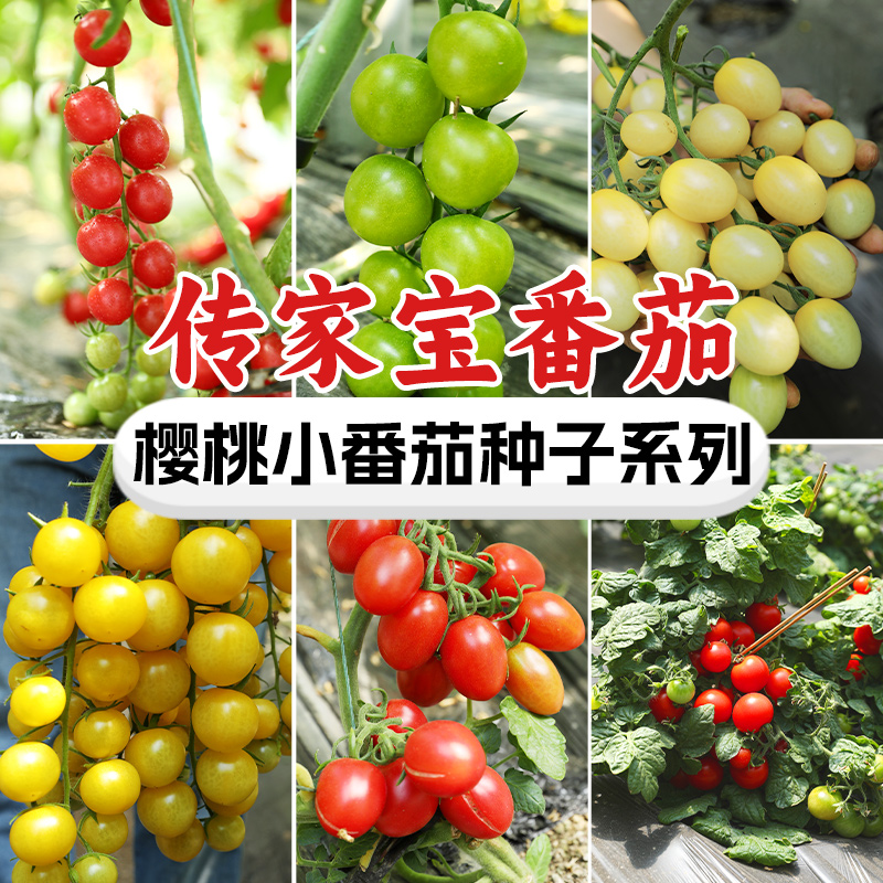 樱桃小番茄种子系列高产盆栽