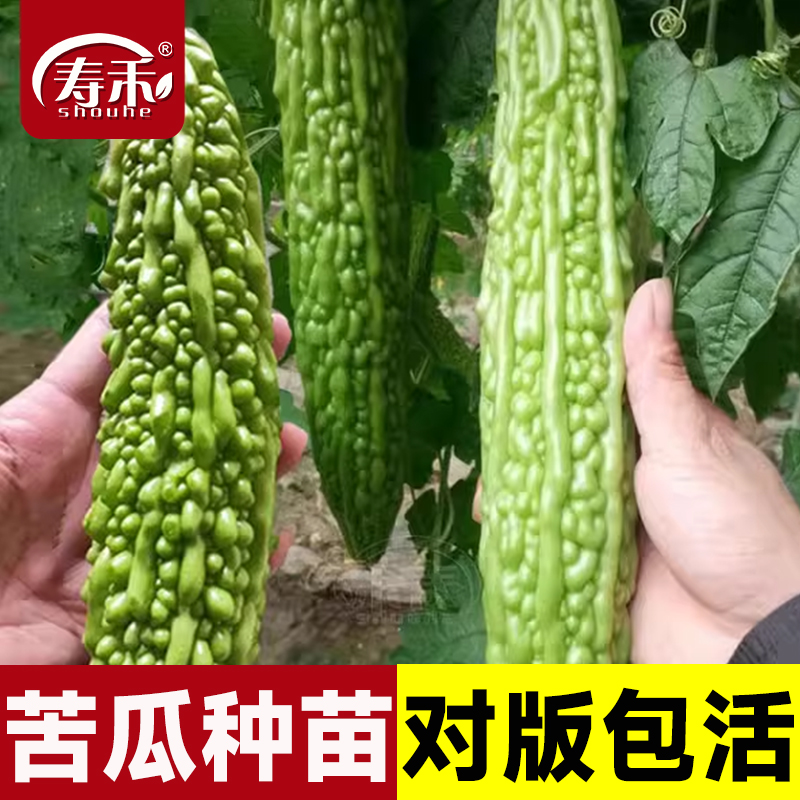 苦瓜种子早熟高产挂果多