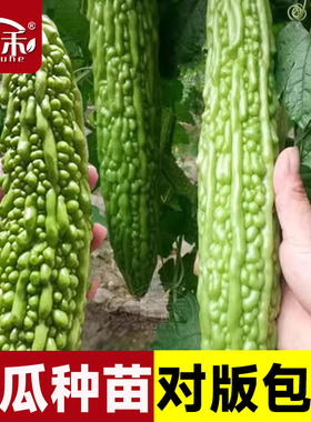 苦瓜种子种籽苗四季秧菜苗蔬菜幼苗孑蔬菜苹果嫁接秧苗带土白种
