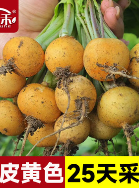 黄色樱桃小萝卜种子种籽黄色水果罗卜高产阳台四季盆栽菜种孑菜子