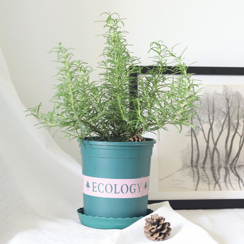 盆栽迷迭香牛排可食用新鲜阳台