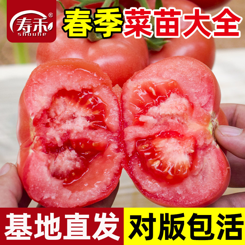 南方蔬菜苗大全春季番茄秧苗秧菜苗茄子豆角辣椒西瓜南瓜黄瓜批发