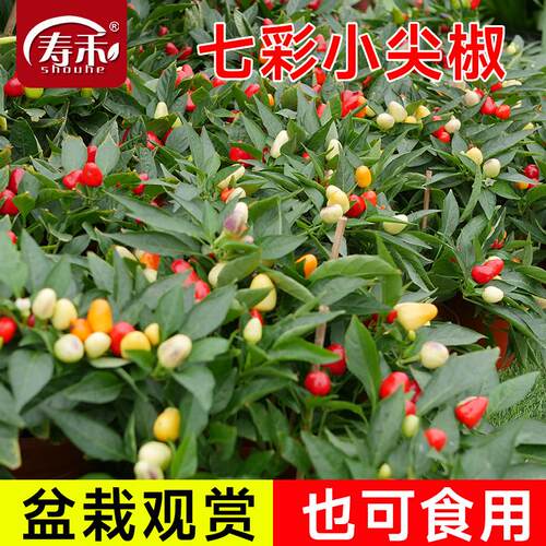 辣椒籽寿禾七彩椒种子春秋季