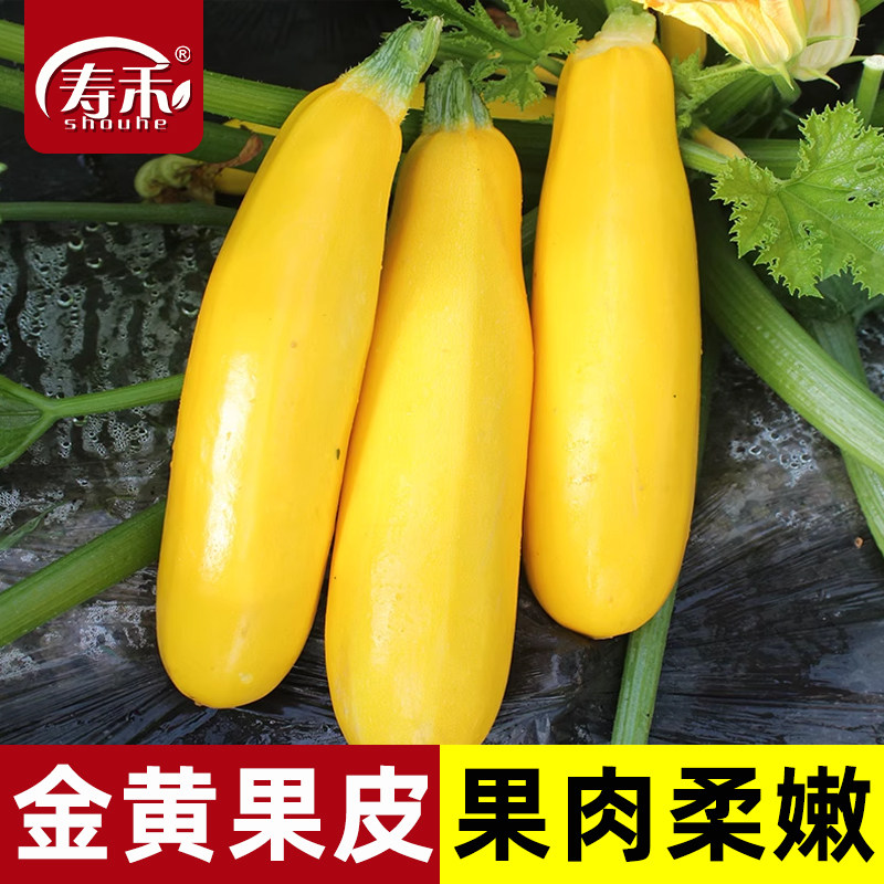 香蕉西葫芦种子苗四季南方蔬菜种籽孑瓜苗秧秧苗水果黄西胡芦春季