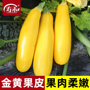 南方蔬菜种籽孑瓜苗秧秧苗水果黄西胡芦春季 香蕉西葫芦种子苗四季