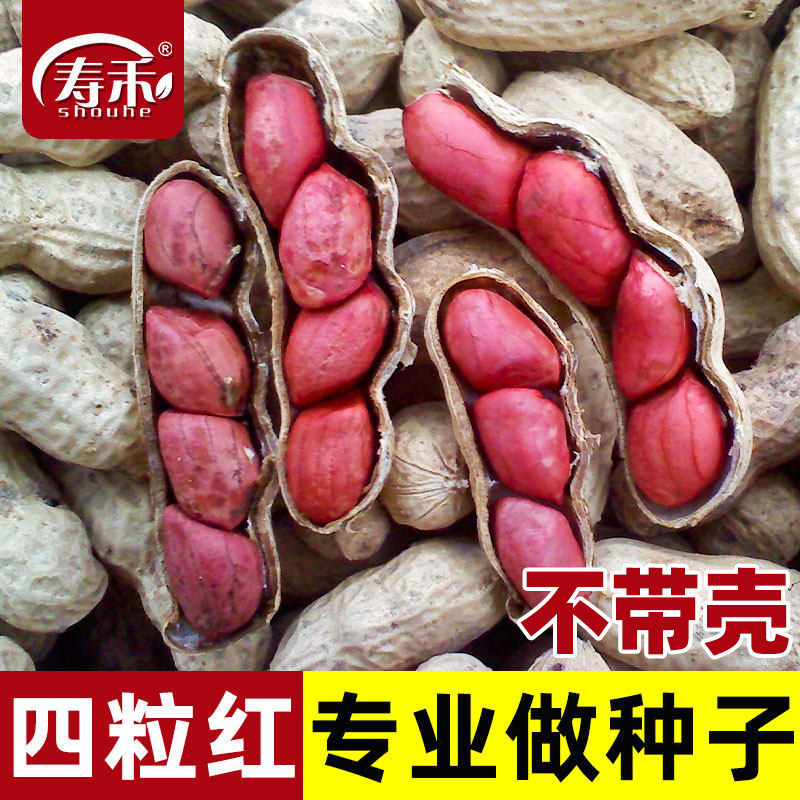 高产四粒红花生种子种籽图片
