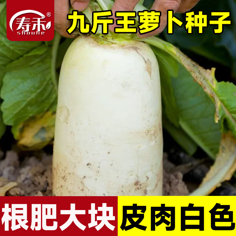 九斤王特大萝卜种子种籽秋季四季孑子籽种白皮水果白罗卜大全批发图片