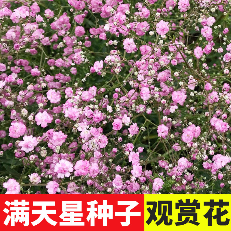 满天星花种子四季花种籽图片