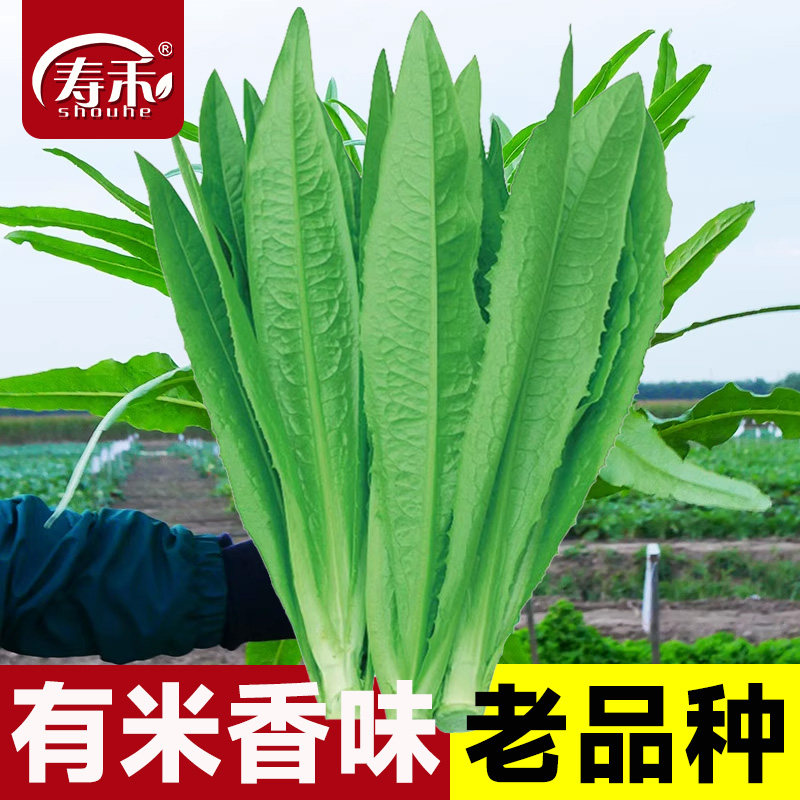 油麦菜种子米香四季播青菜种籽仔菜苗菜籽苗秧籽种孑菜苗春季菜种,鲜花速递/花卉仿真/绿植园艺,家庭园艺种子,淘宝优惠券,粉丝福利购,淘宝优惠卷