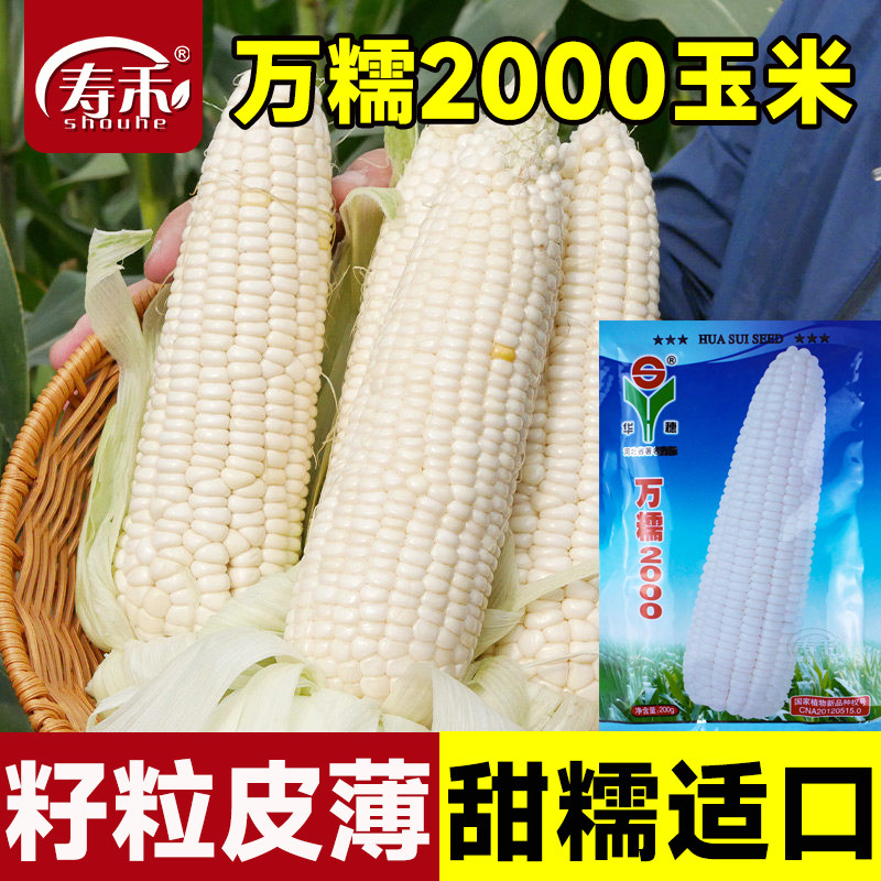 万糯2000糯玉米种子高产优质白甜糯玉米种籽粘甜香白糯玉米春季种