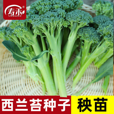 西兰苔种子口感脆嫩如芦笋
