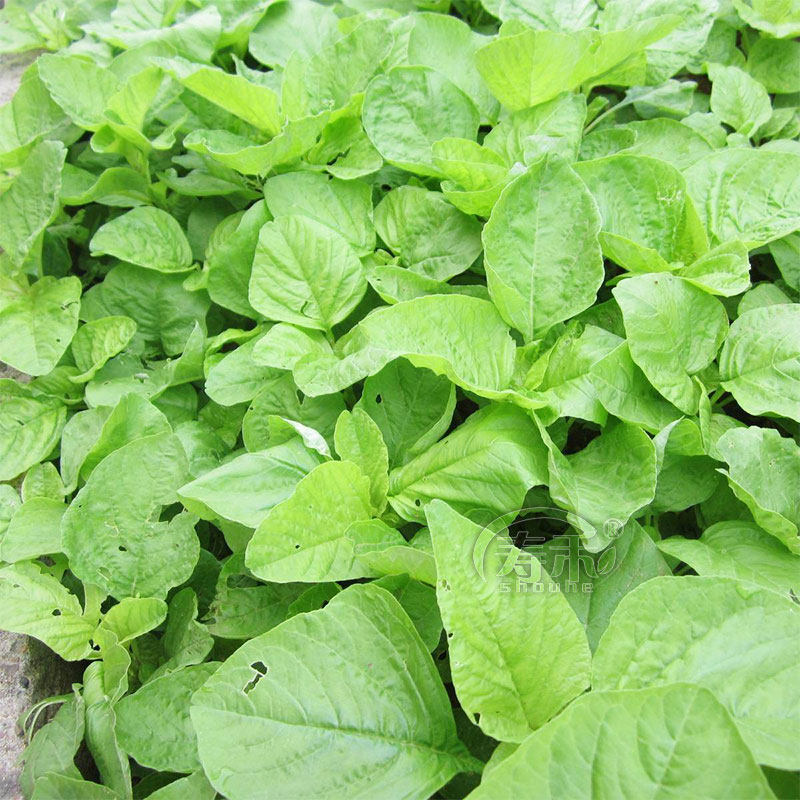 白苋菜种子四季农家懒人菜种小青菜孑南方老品种白苋籽汉菜菜籽菜