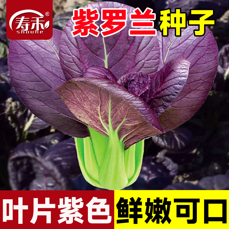紫罗兰紫油菜种子小青菜种籽红上海青菜籽孑菜种秋冬季四季籽种