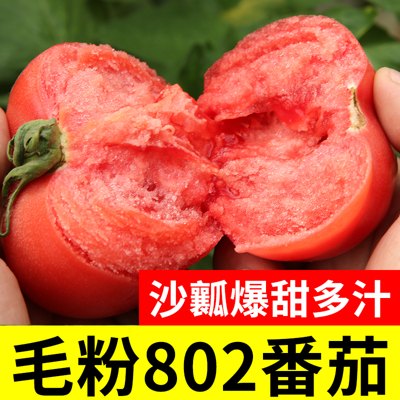 番茄种子孑苗毛粉西红柿四季