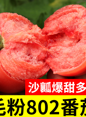毛粉802番茄种子大果西红柿种籽子四季老品种蔬菜苗秧孑秧苗