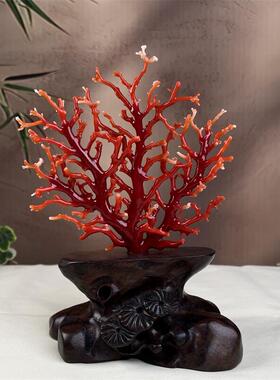 天然阿卡珊瑚树摆件59.4克原色有机宝石阿卡沙丁牛血红科西嘉速
