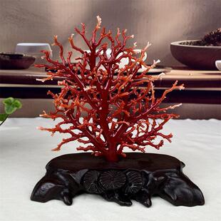 天然日本阿卡珊瑚树摆件115.5克有机宝石阿卡沙丁赤血红科西嘉速