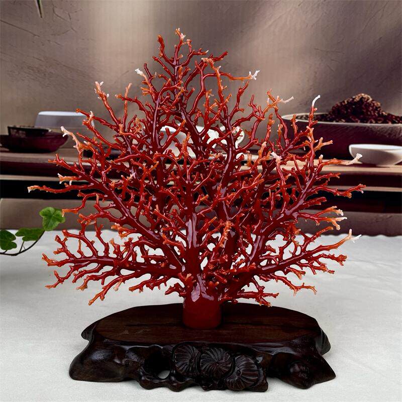 天然阿卡珊瑚树摆件292.6克原色有机宝石阿卡沙丁赤血红科西嘉