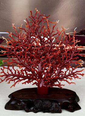 天然阿卡珊瑚树摆件292.6克原色有机宝石阿卡沙丁赤血红科西嘉