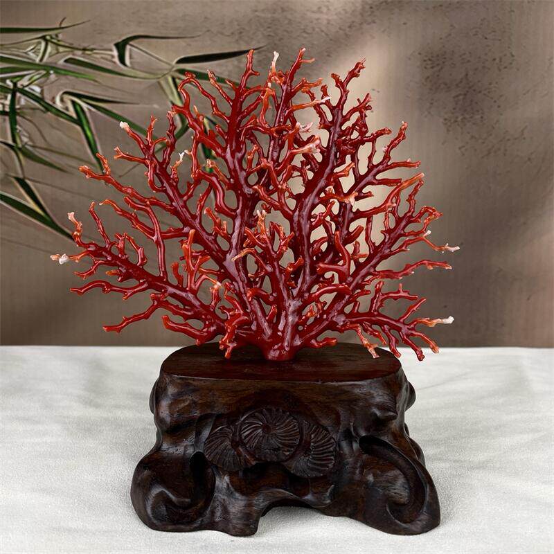 天然阿卡珊瑚树摆件134.6克原色有机宝石阿卡沙丁赤血红科西嘉